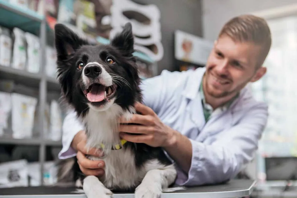 Consulta veterinaria nocturna en clínica especializada
