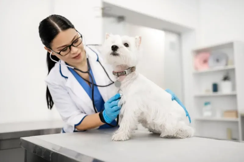 Perro en consulta veterinaria durante una urgencia