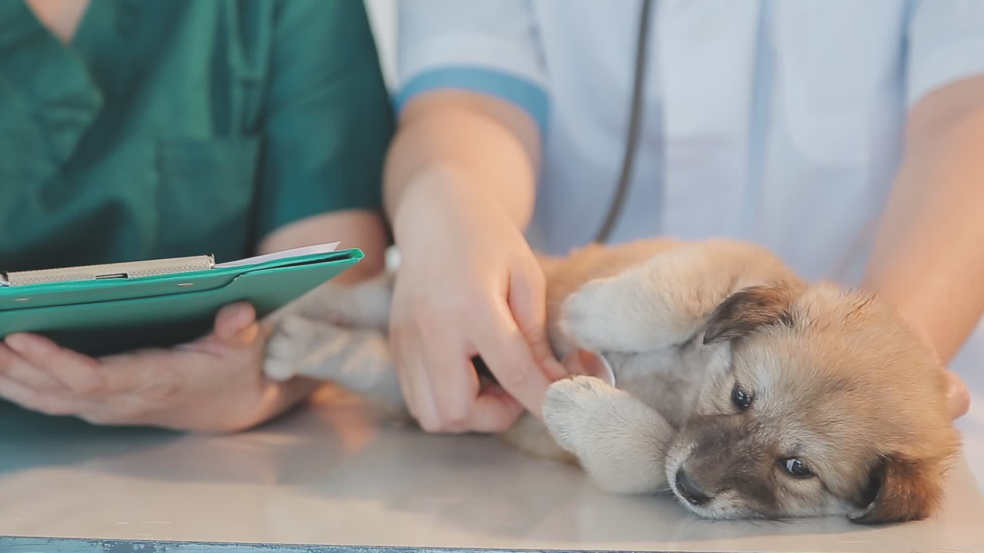 Veterinario examinando la boca de un perro atragantado