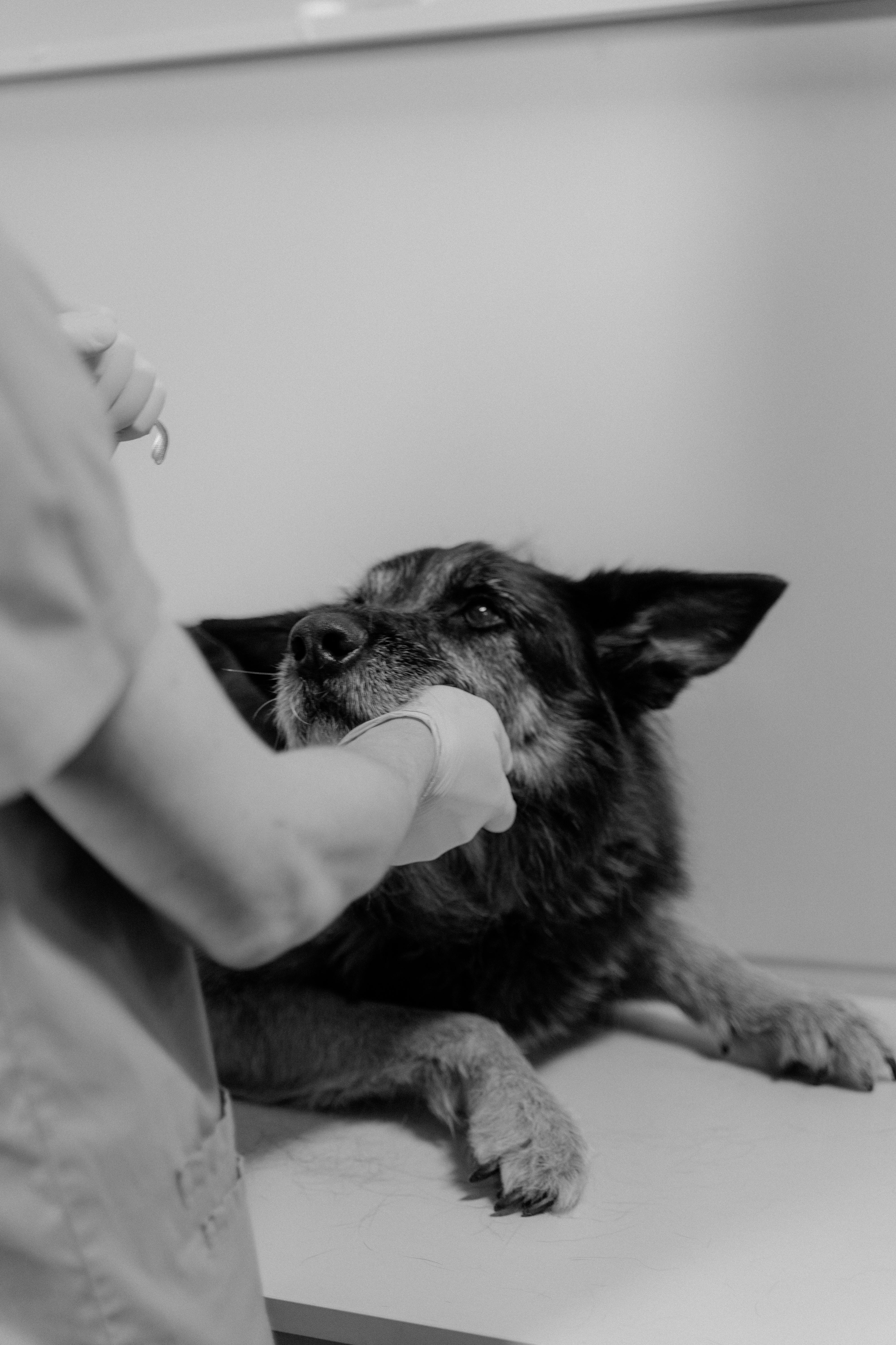 Perro siendo examinado por veterinario tras ingestión de chocolate