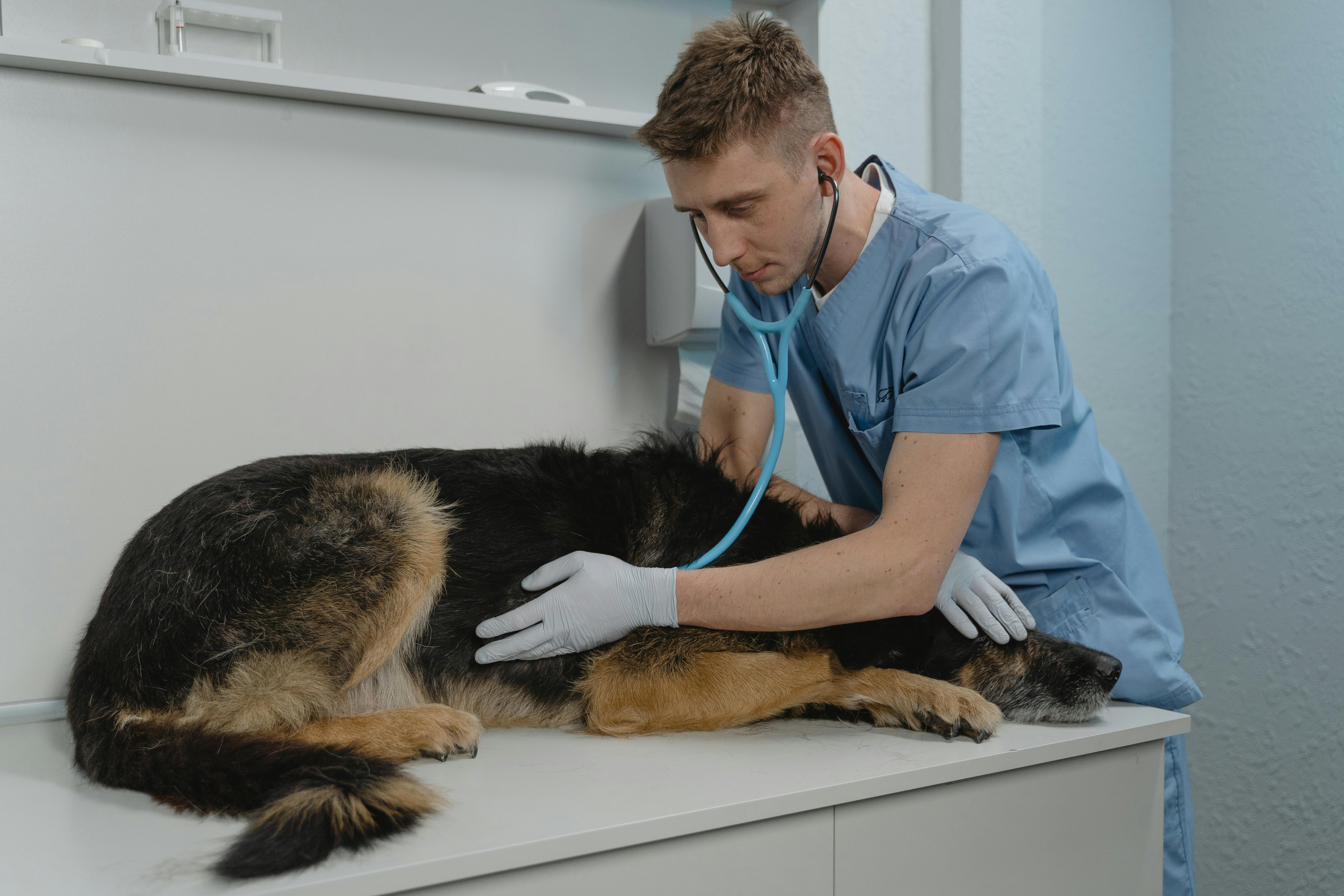 Perro siendo atendido por veterinario tras una convulsion