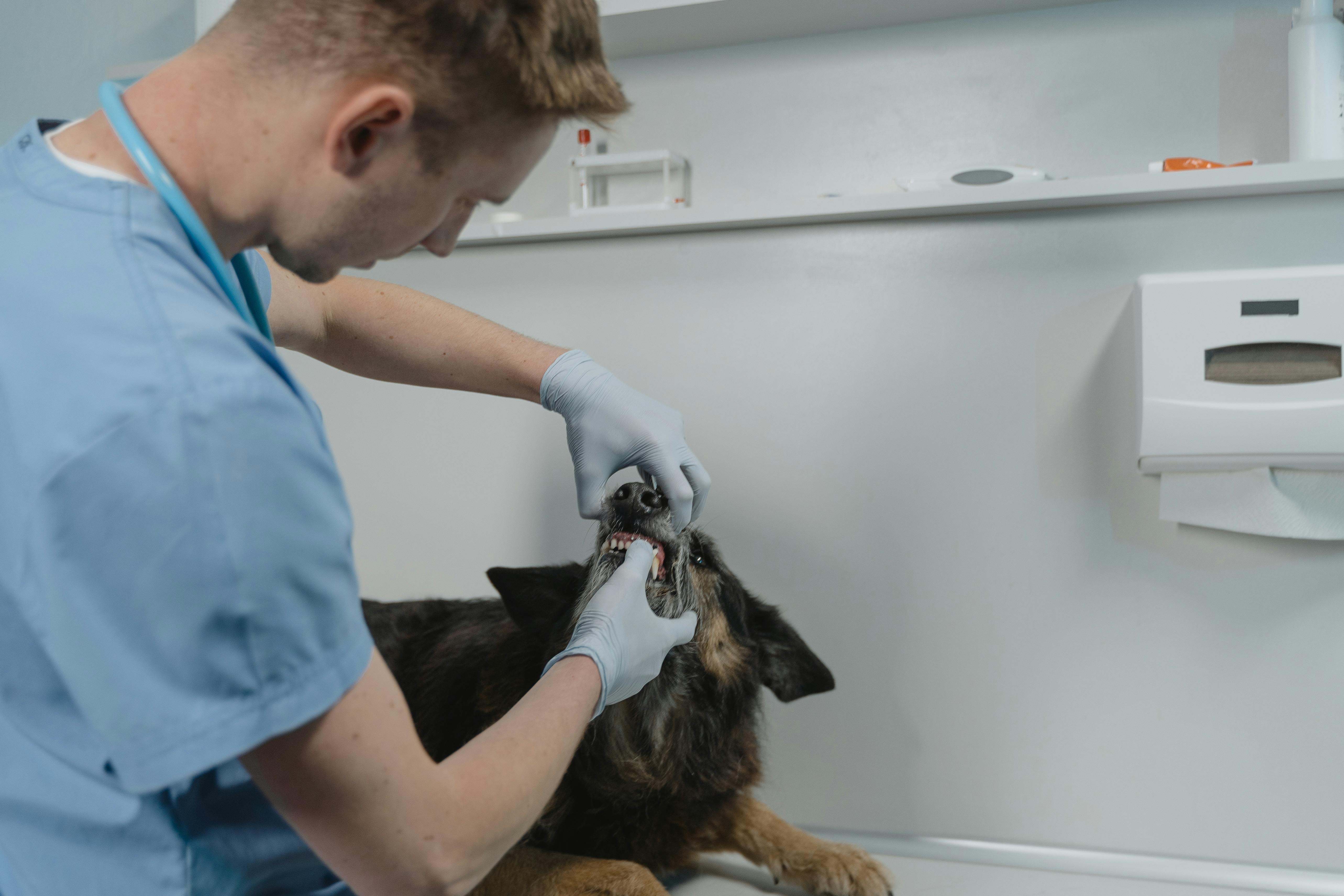 Perro en revision clinica con el veterinario