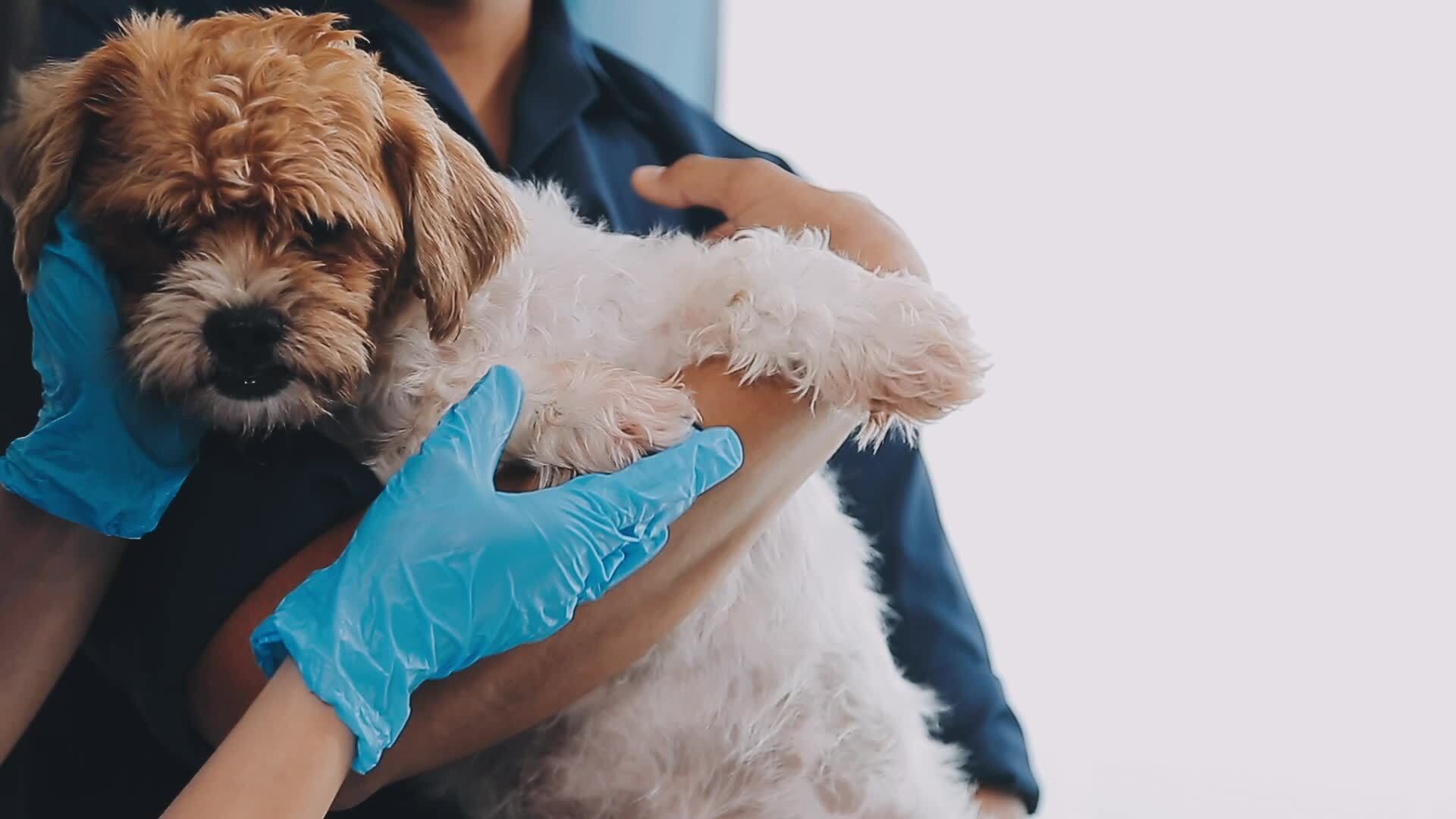 Cachorro siendo examinado en consulta veterinaria tras posible intoxicacion por planta