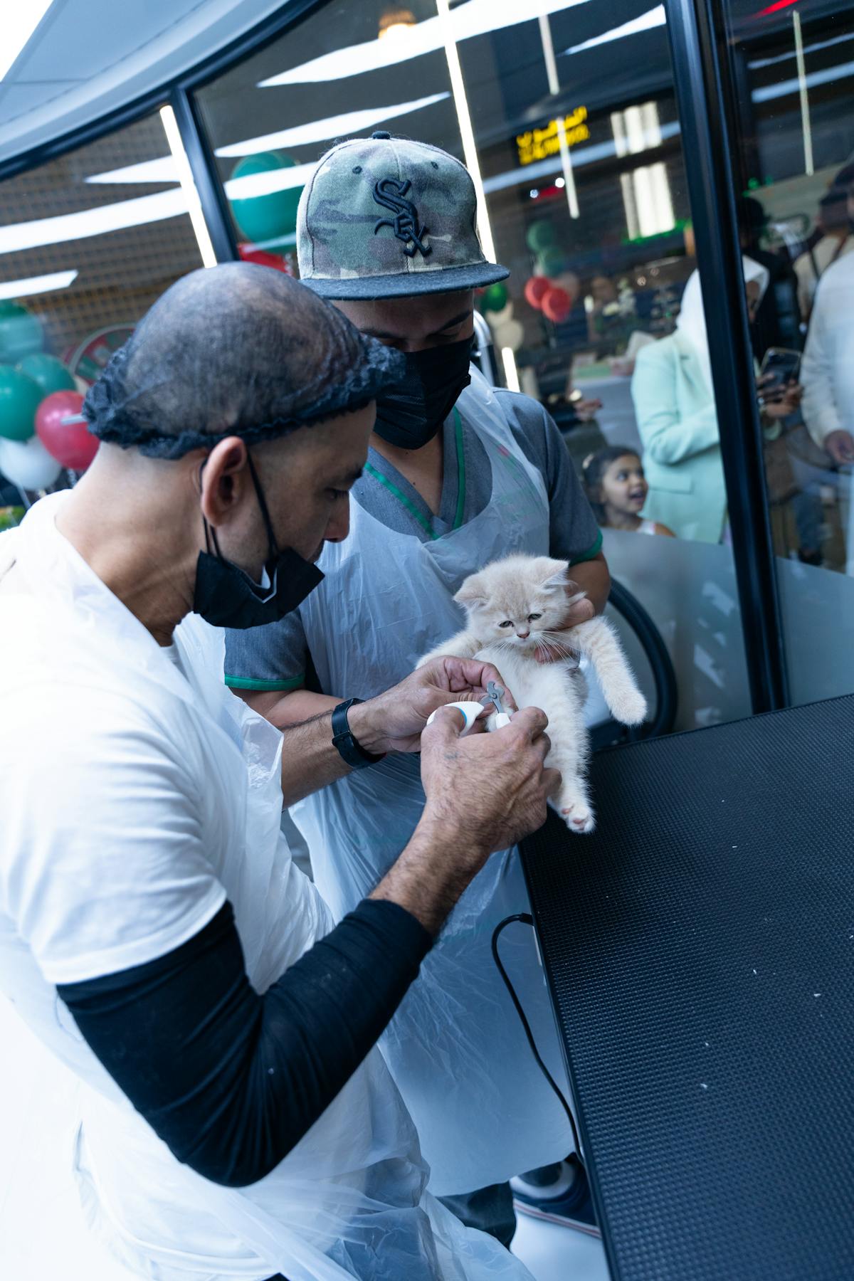 Vacunacion en gatos