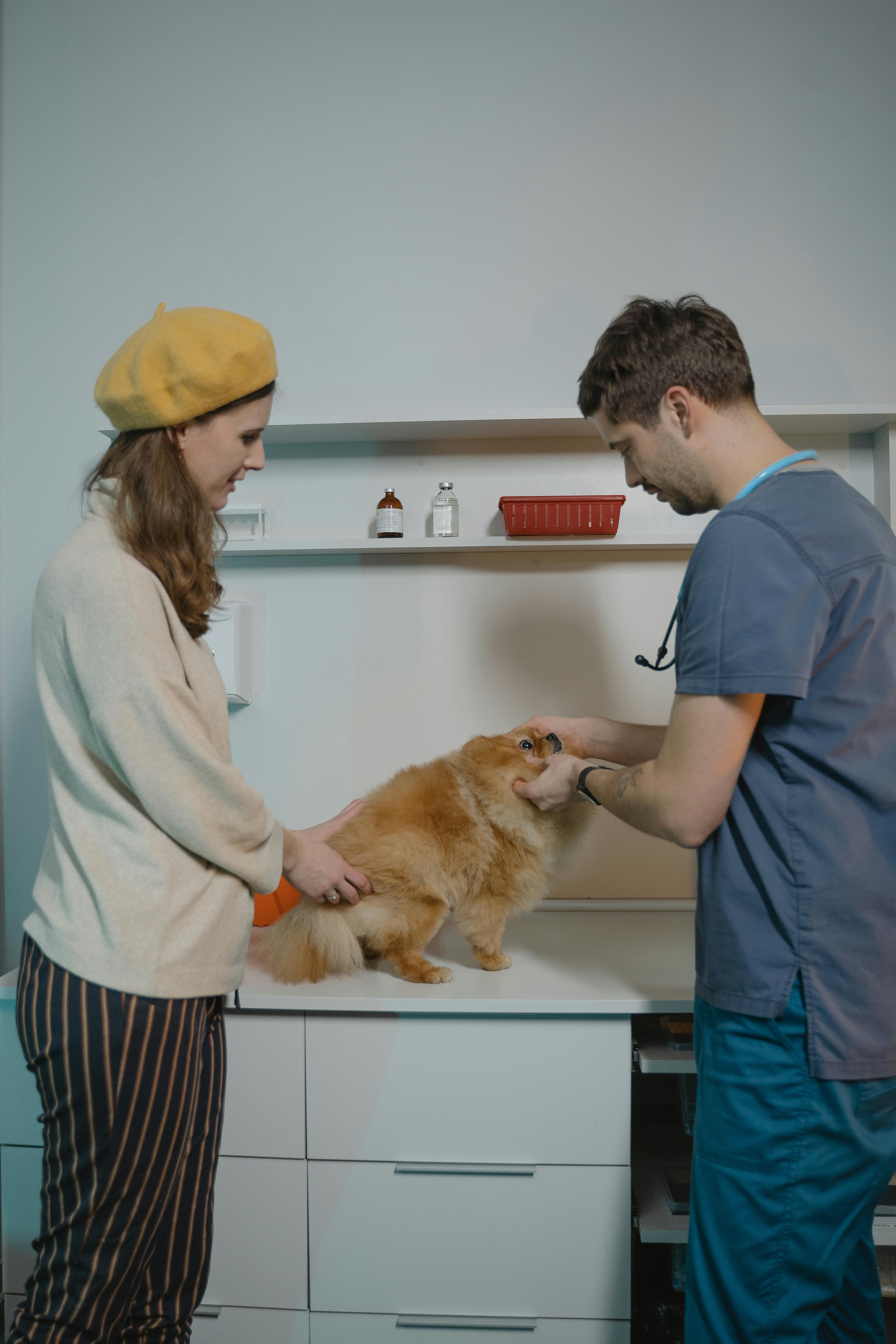Consulta con propietario y veterinario