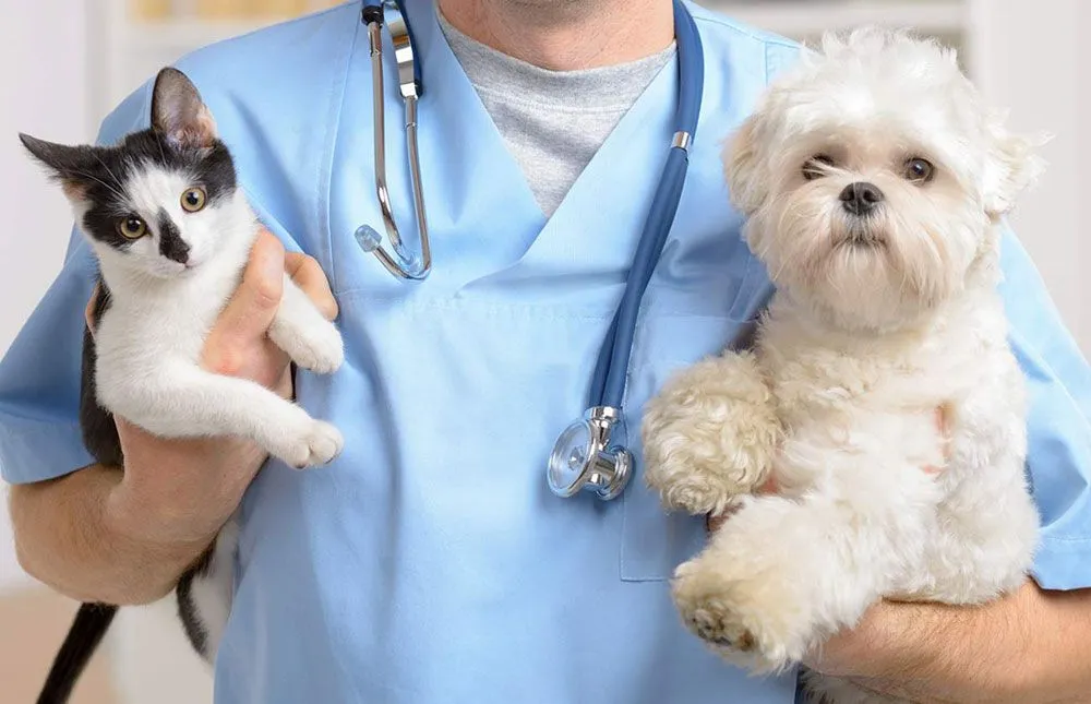 Propietarios con perro y gato valorando protección y responsabilidad